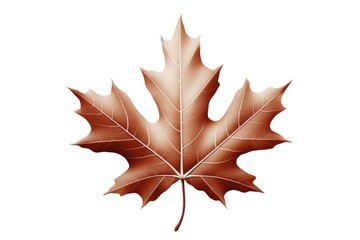 Maple leaf plant tree white background.