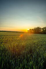 Obraz premium A beautiful sunset over a lush green wheat field, with the sun peeking through a line of trees on the right and a hazy blue sky.