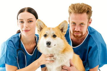 Veterinarians in blue scrubs are gently holding a corgi dog, showcasing compassionate care in a...