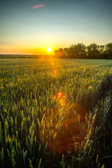 A beautiful wide-angle shot of a lush golden wheat field with the sun setting, casting a warm glow...