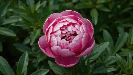 Fresh pink flower bush surrounded by blurred greenery