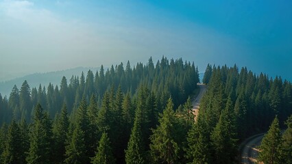 Obraz premium Top-Down View of a Natural Dirt Path in a Green Forest