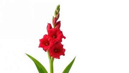 Isolated Gladiola Flowers on White Background