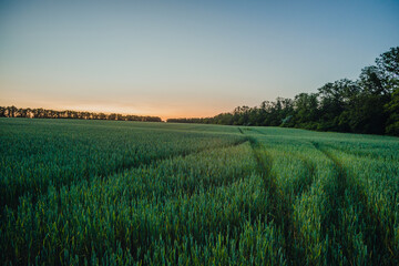  vast field of young green crops, with tire marks curving to the right, is illuminated by the soft, warm light of a late summer sunset, creating a tranquil rural landscape.