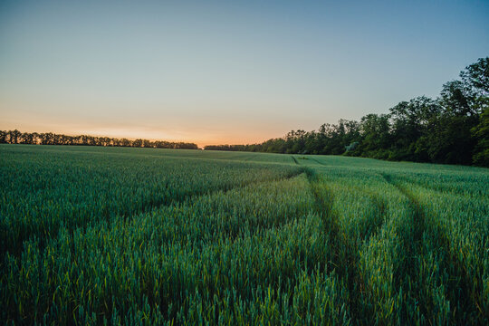 vast field of young green crops, with tire marks curving to the right, is illuminated by the soft, warm light of a late summer sunset, creating a tranquil rural landscape.