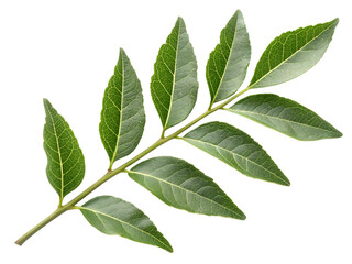 Obraz premium Fresh curry leaf isolated on transparent background, aromatic herb and spice