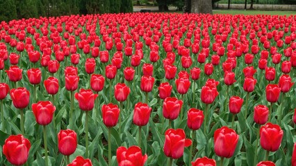 A Sea of Scarlet Tulip Petals in a Stunning Spring Landscape