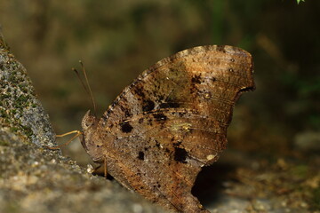butterfly on the ground