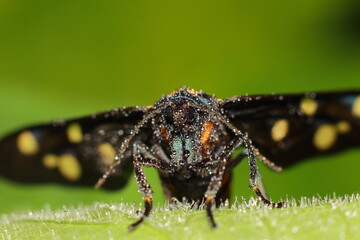 Ctenucha Visual Tougue Of Flower Macro Short 