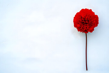 Photo Red Flower White Background Minimalist Floral Photography