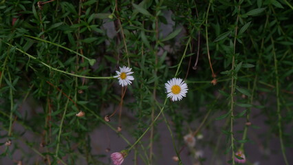Cute white Chamomile with its green leaves