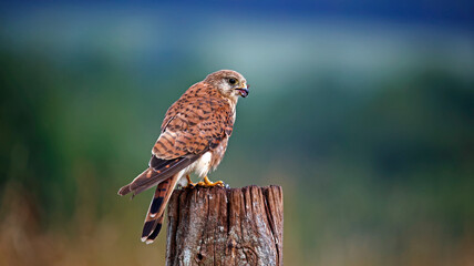 Female kestrel perched on an old post