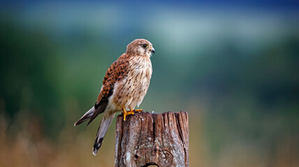 Female kestrel perched on an old post