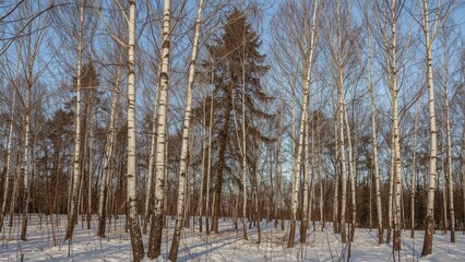 Snow-covered birch trees in a forest during winter