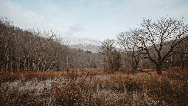 Snow-covered forest terrain with elevated landforms