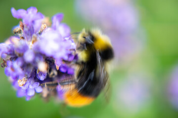 Close-up of a bumblebee collecting nectar from a purple lavender bloom, captured with a dreamy soft-focus effect