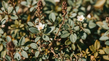 Natural Blend of Floral and Leafy Elements