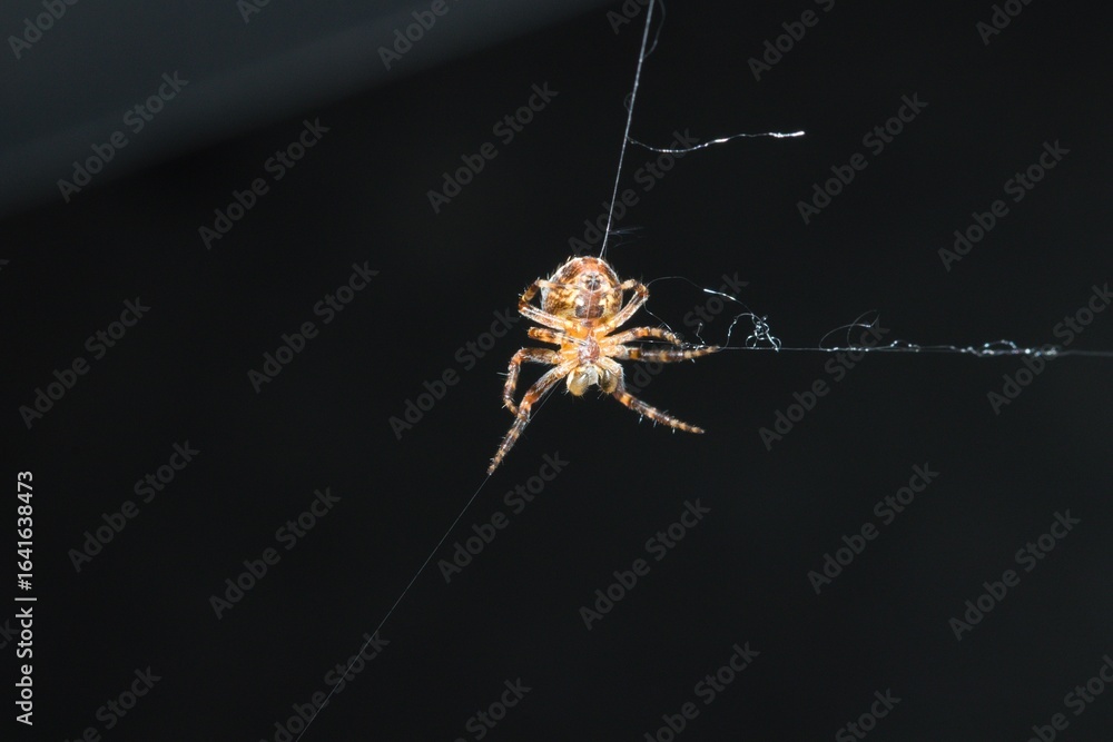 Wall mural spider creating a web on a tree.