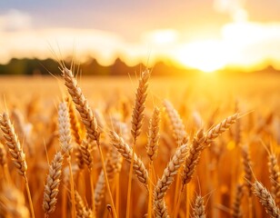 Fototapeta premium Golden wheat field at sunset (40)