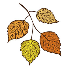 Autumn birch branch on a white background, vector illustration
