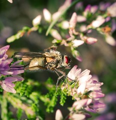A fly leaning on a flower in a local park.