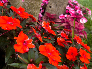 beautiful red and pink roses in the garden