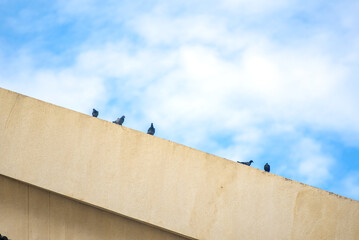 Pigeons on Rooftop Under Blue Sky