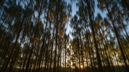 Extended exposure photo showing light filtering through trees with camera shake, resulting in creative light streaks and an impressionistic style