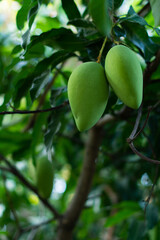 Nam Dok Mai mangoes on mango trees, mango tree cultivation and agriculture and sustainability in life