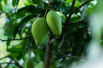 Nam Dok Mai mangoes on mango trees, mango tree cultivation and agriculture and sustainability in life