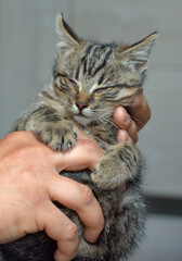 A small tabby kitten with closed eyes is in a person's arms. The kitten's fur is fluffy, with a characteristic tiger pattern.  