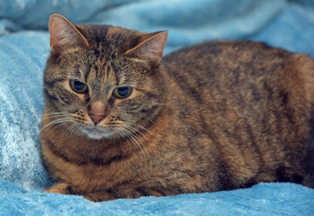 A beautiful adult cat with a warm brown-red brindle coloring lies on a soft blue blanket.  