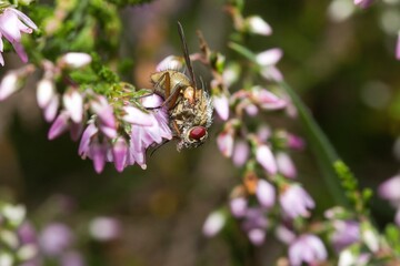Close up of a fly on a wildflower.