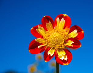 Red and yellow flower