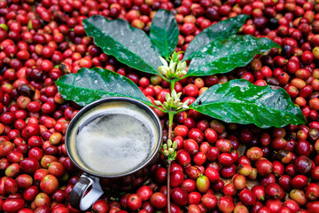 hot black coffee, coffee cup, flowers coffee,  coffee green leave, red sherry raw coffee...