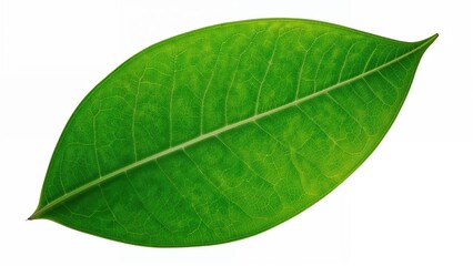 Obraz premium White background display of Homalomena's green leaves and white petioles, isolated with clipping path