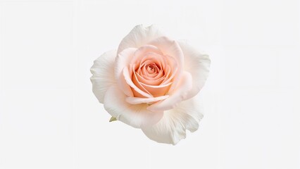 Lone rose blossom set against a white surface