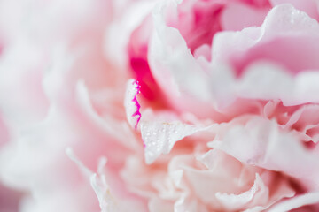 Soft pink peony petals captured in an extreme macro view. Dewdrops highlight the delicate texture, revealing gentle curves and subtle color gradients.