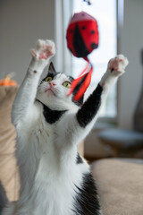 Black and white cat with wide green eyes leaps up to catch a red ladybug toy. Its paws are stretched high, showcasing playful energy and hunting instincts indoors.