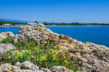 Rocky coastal outcrop in Ulcinj, Montenegro, covered with green succulents and yellow flowers. Clear blue Adriatic waters stretch toward the horizon under a bright summer sky.