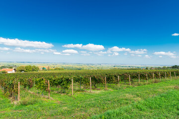 Autumn vineyard rows in Sremski Karlovci, Serbia, stretching uphill under a vivid blue sky with...