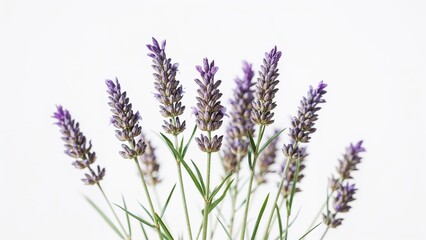 Naklejka premium Close-up shot of purple lavender flowers on a plain white backdrop