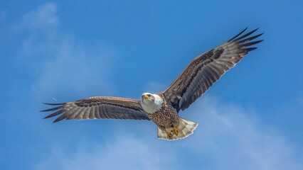 Obraz premium Ocean bird of prey