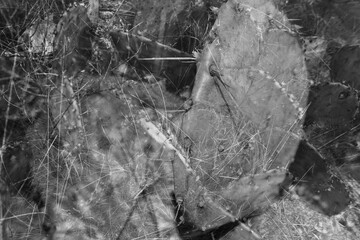 Double exposure of prickly pear cactus in black and white