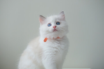 2 months old ragdoll kitten looking up, playing with the owner. domestic cat