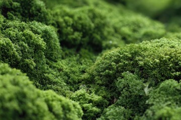 Stunning landscape photography for nature lovers seeking breathtaking views and serene settings to enhance their projects and portfolios