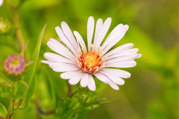 Beautiful white flower in the countryside.