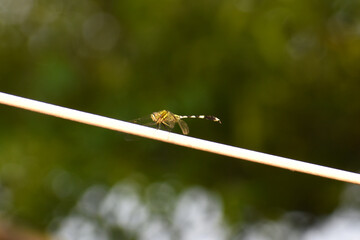dragonfly on a leaf