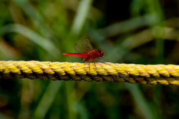 dragonfly on a leaf