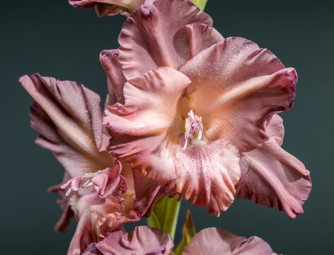 Detailed shot of a gladiolus with soft, ruffled petals